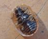 Hypocassida sp.